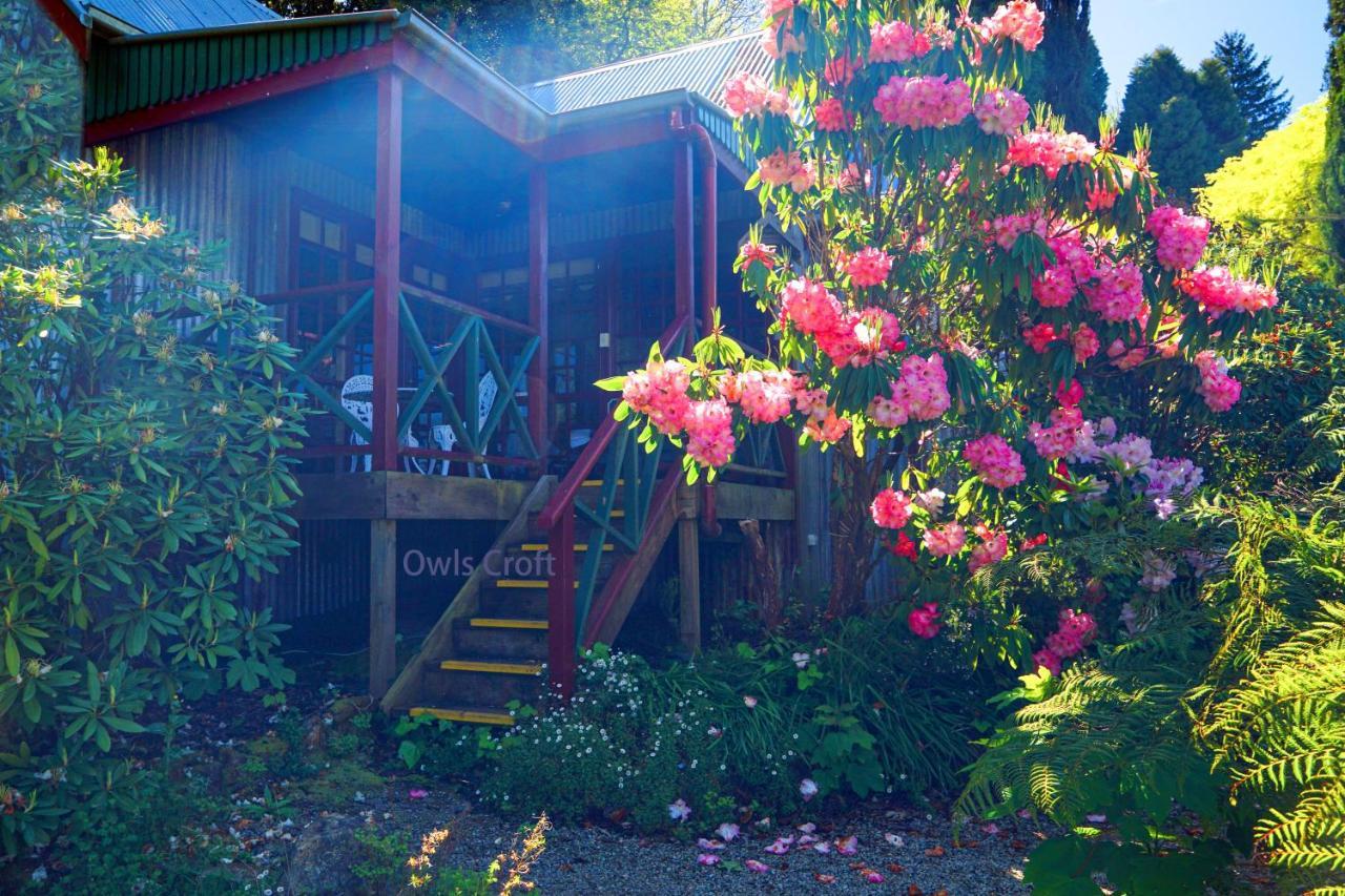 מאונט דנדנונג Observatory Cottages מראה חיצוני תמונה